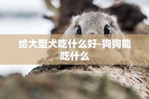 給大型犬吃什么好-狗狗能吃什么