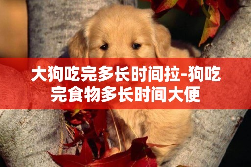 大狗吃完多長時間拉-狗吃完食物多長時間大便