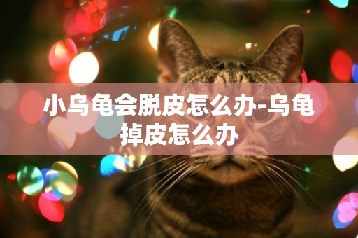 小烏龜會脫皮怎么辦-烏龜掉皮怎么辦