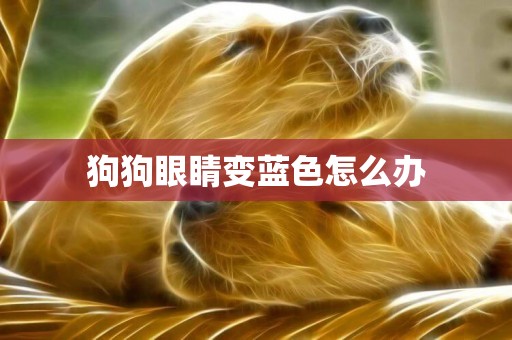 狗狗眼睛變藍色怎么辦