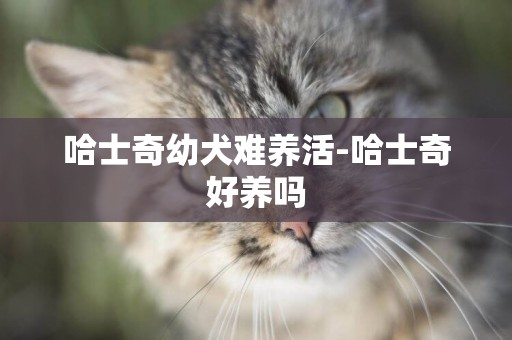 哈士奇幼犬難養活-哈士奇好養嗎