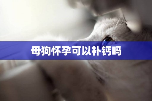 母狗懷孕可以補鈣嗎