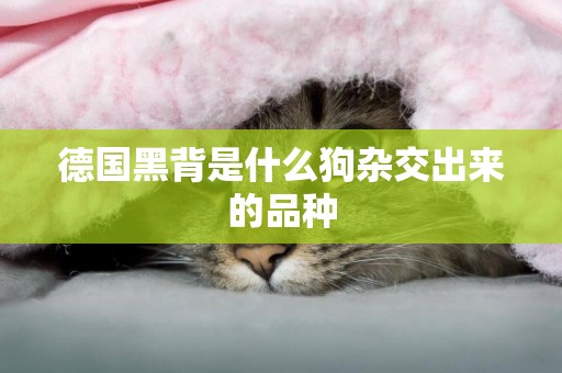 德國黑背是什么狗雜交出來的品種