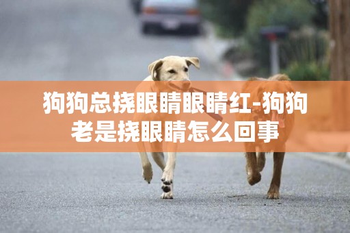 狗狗總撓眼睛眼睛紅-狗狗老是撓眼睛怎么回事