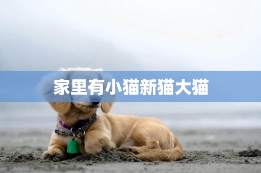 家里有小貓新貓大貓