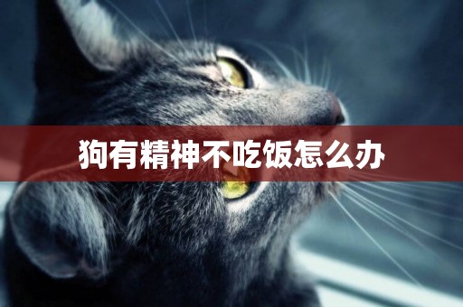 狗有精神不吃飯怎么辦