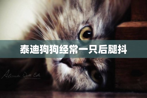 泰迪狗狗經常一只后腿抖