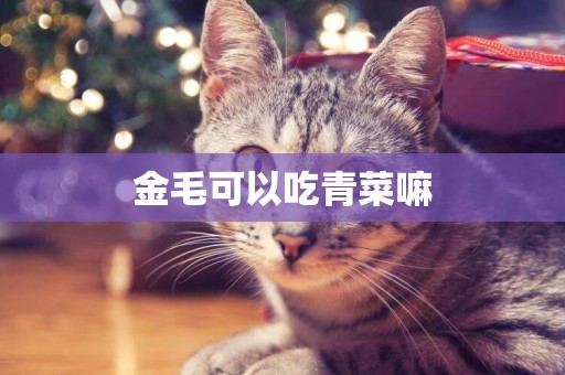 金毛可以吃青菜嘛