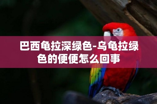 巴西龜拉深綠色-烏龜拉綠色的便便怎么回事