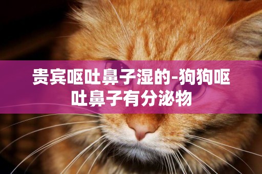 貴賓嘔吐鼻子濕的-狗狗嘔吐鼻子有分泌物