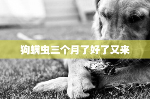 狗螨蟲三個月了好了又來