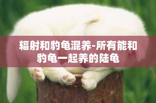 輻射和豹龜混養-所有能和豹龜一起養的陸龜