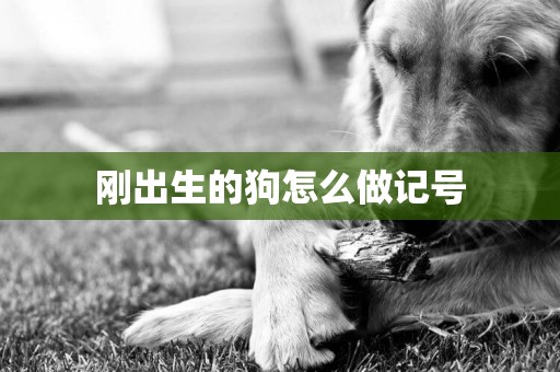 剛出生的狗怎么做記號