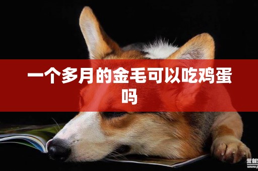 一個多月的金毛可以吃雞蛋嗎