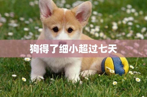 狗得了細小超過七天