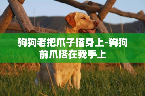 狗狗老把爪子搭身上-狗狗前爪搭在我手上