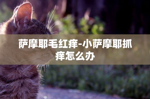薩摩耶毛紅癢-小薩摩耶抓癢怎么辦