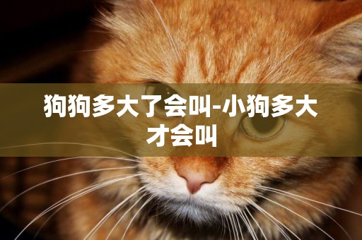 狗狗多大了會叫-小狗多大才會叫
