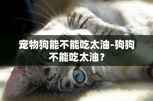 寵物狗能不能吃太油-狗狗不能吃太油？