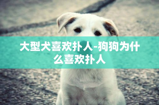 大型犬喜歡撲人-狗狗為什么喜歡撲人