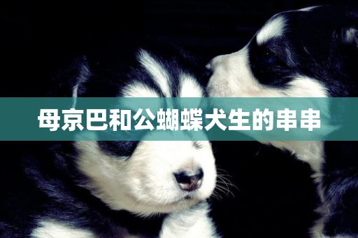 母京巴和公蝴蝶犬生的串串