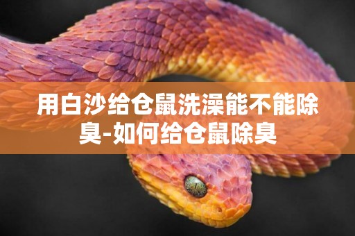 用白沙給倉鼠洗澡能不能除臭-如何給倉鼠除臭