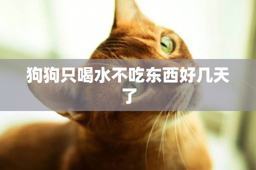 狗狗只喝水不吃東西好幾天了
