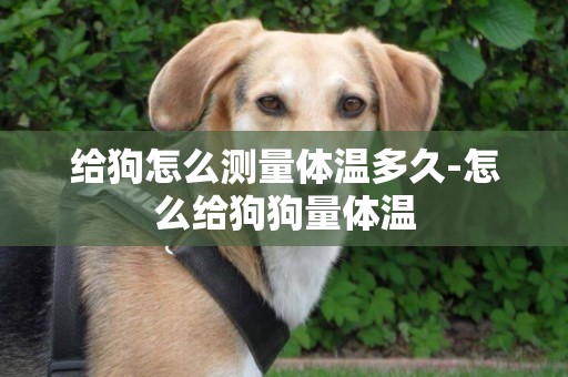 給狗怎么測量體溫多久-怎么給狗狗量體溫