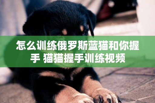 怎么訓練俄羅斯藍貓和你握手 貓貓握手訓練視頻