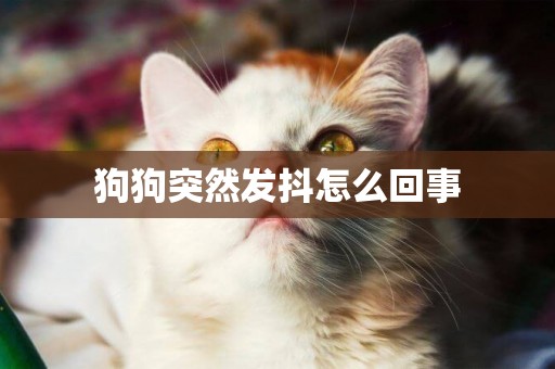 狗狗突然發抖怎么回事