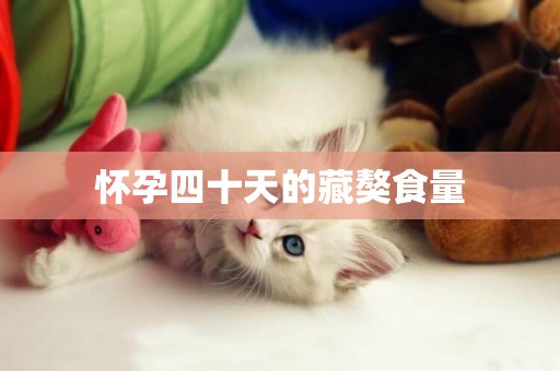 懷孕四十天的藏獒食量