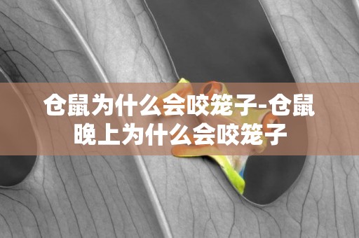 倉鼠為什么會咬籠子-倉鼠晚上為什么會咬籠子