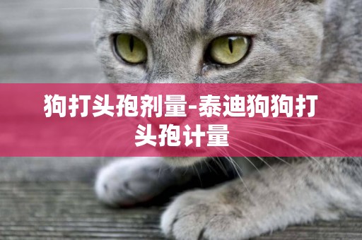 狗打頭孢劑量-泰迪狗狗打頭孢計量