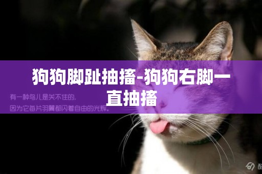 狗狗腳趾抽搐-狗狗右腳一直抽搐