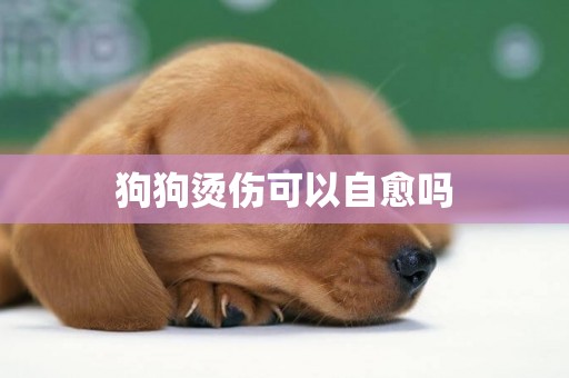 狗狗燙傷可以自愈嗎