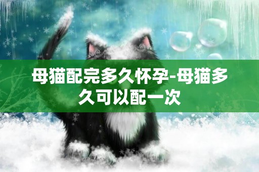 母貓配完多久懷孕-母貓多久可以配一次