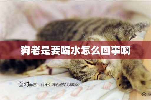 狗老是要喝水怎么回事啊