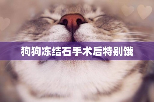 狗狗凍結石手術后特別餓