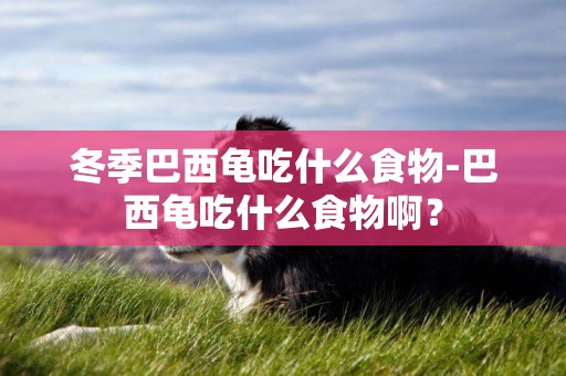 冬季巴西龜吃什么食物-巴西龜吃什么食物啊？