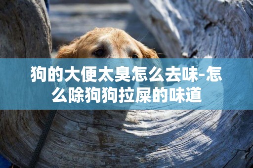 狗的大便太臭怎么去味-怎么除狗狗拉屎的味道