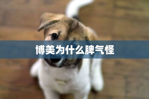 博美為什么脾氣怪