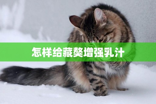 怎樣給藏獒增強乳汁