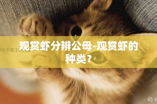 觀賞蝦分辨公母-觀賞蝦的種類？