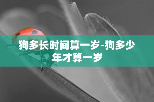 狗多長時間算一歲-狗多少年才算一歲