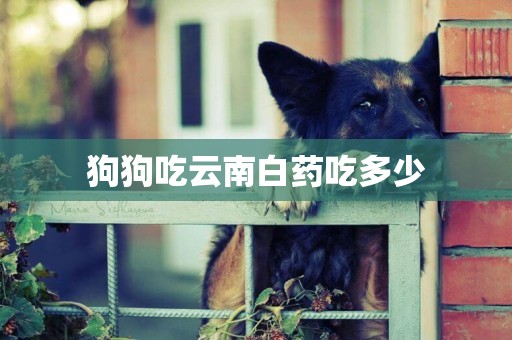 狗狗吃云南白藥吃多少
