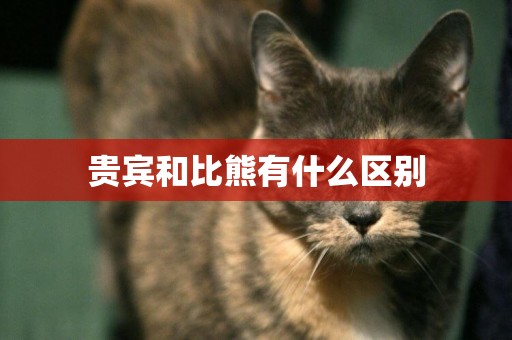 貴賓和比熊有什么區別