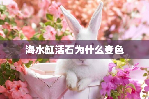 海水缸活石為什么變色