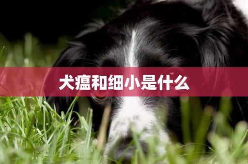犬瘟和細小是什么