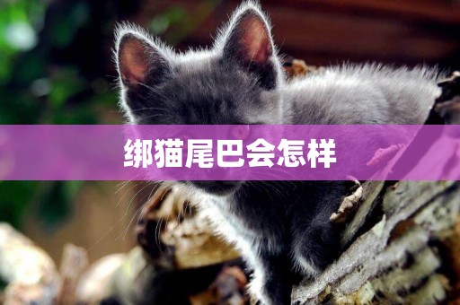 綁貓尾巴會怎樣