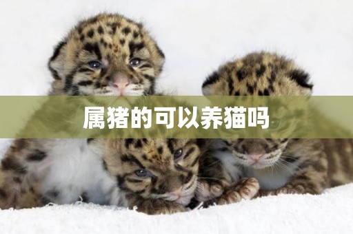屬豬的可以養貓嗎